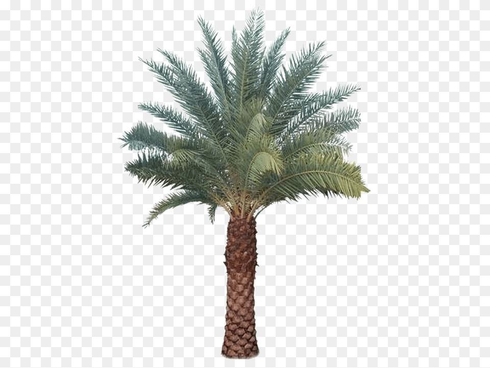 Palm Tree Images Al Saudia Tibbi Foundation, Palm Tree, Plant Free Transparent Png