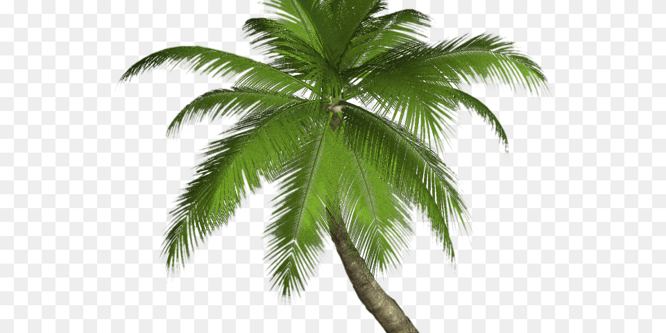 Palm Tree Images High Resolution Palm Trees, Leaf, Palm Tree, Plant Free Transparent Png