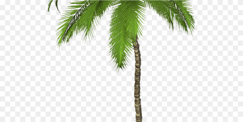 Palm Tree Transparent Images Palm Trees Transparent, Leaf, Palm Tree, Plant, Fern Png Image