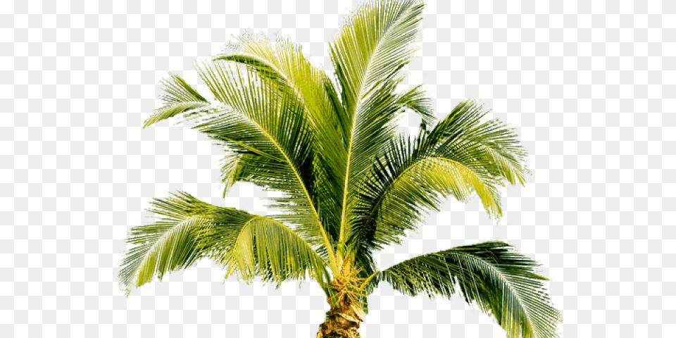 Palm Tree Transparent Images Small Palm Tree, Leaf, Palm Tree, Plant Png Image