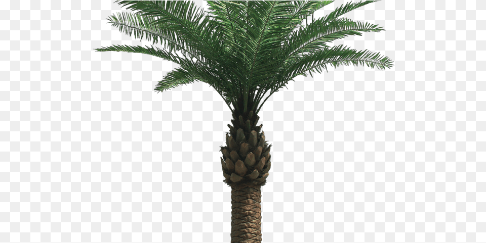 Palm Tree Transparent Palm Oil Tree, Palm Tree, Plant Free Png