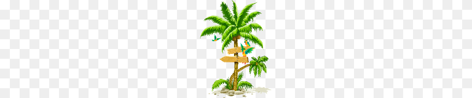 Palm Tree Palm Tree Images, Palm Tree, Vegetation, Jungle, Land Free Transparent Png
