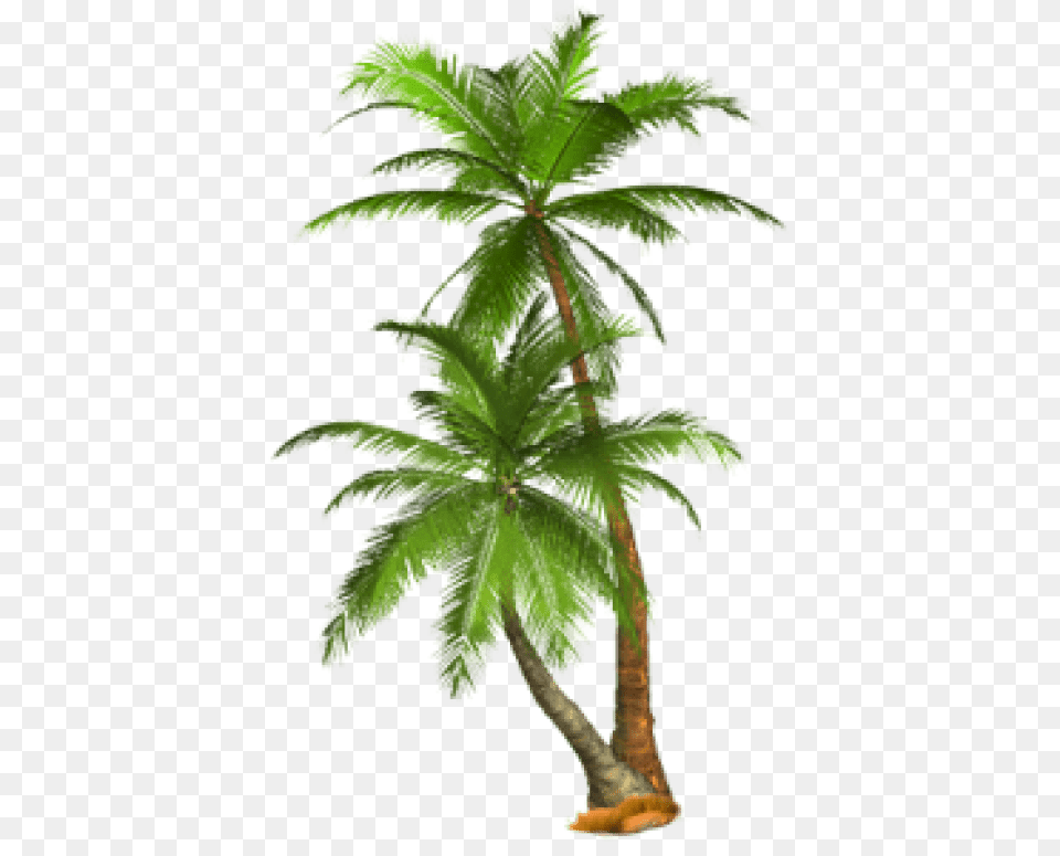 Palm Tree Transparent Transparent Background Palm Tree, Palm Tree, Plant, Vegetation Free Png Download