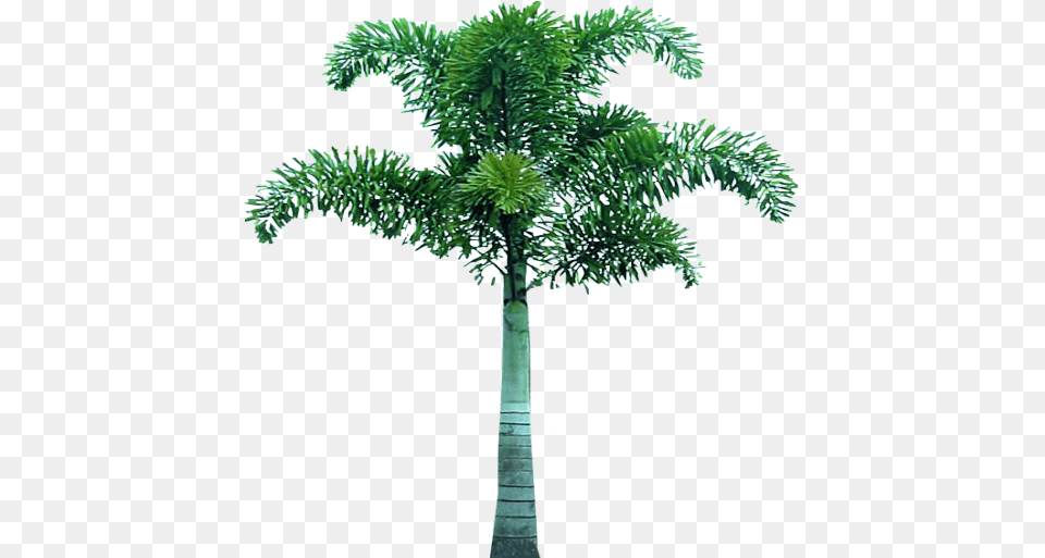 Palm Tree Tree Pic In, Palm Tree, Plant Png
