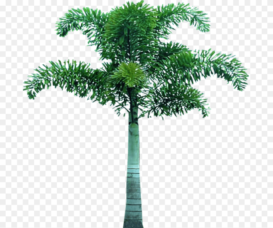 Palm Tree Tree Pic In, Palm Tree, Plant Png Image