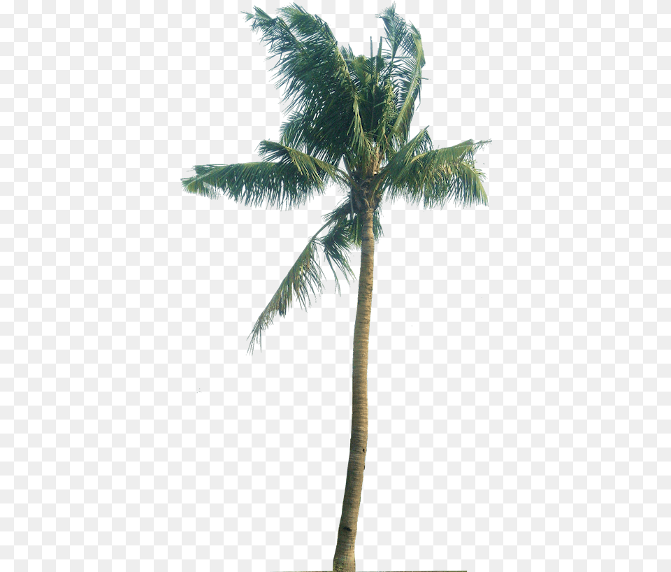 Palm Tree Trees Plant Pictures Tropical Cocos Nucifera, Palm Tree Free Png
