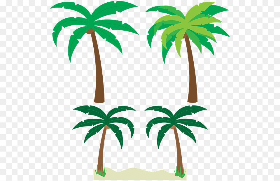 Palm Tree Vector, Palm Tree, Rainforest, Plant, Vegetation Free Transparent Png