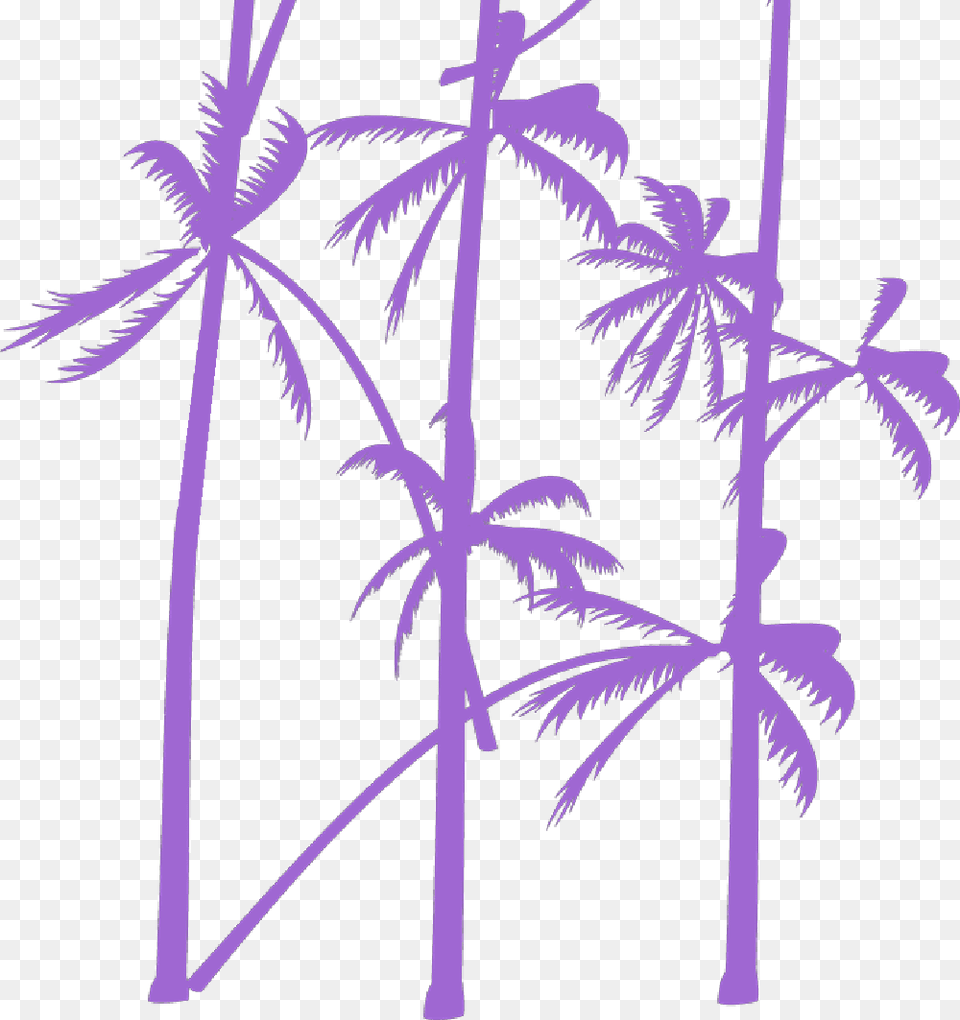 Palm Tree Vector Attalea Speciosa, Palm Tree, Plant, Vegetation, Green Free Png Download
