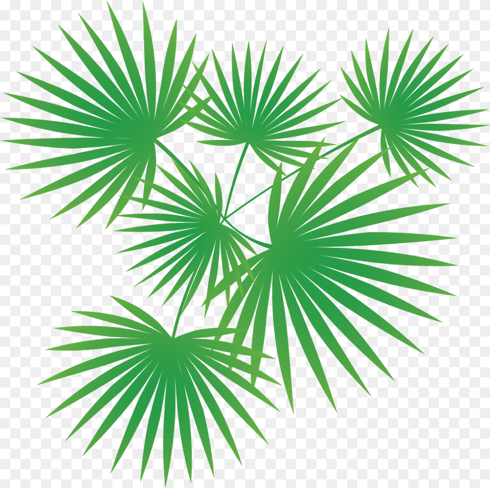 Palm Tree Vector Palm Trees Vector, Leaf, Plant, Pattern, Accessories Png Image
