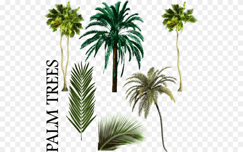 Palm Tree Vector Palmiye Aac Karm Psd Vektr Free Palm Tree Psd, Leaf, Palm Tree, Plant, Vegetation Png Image