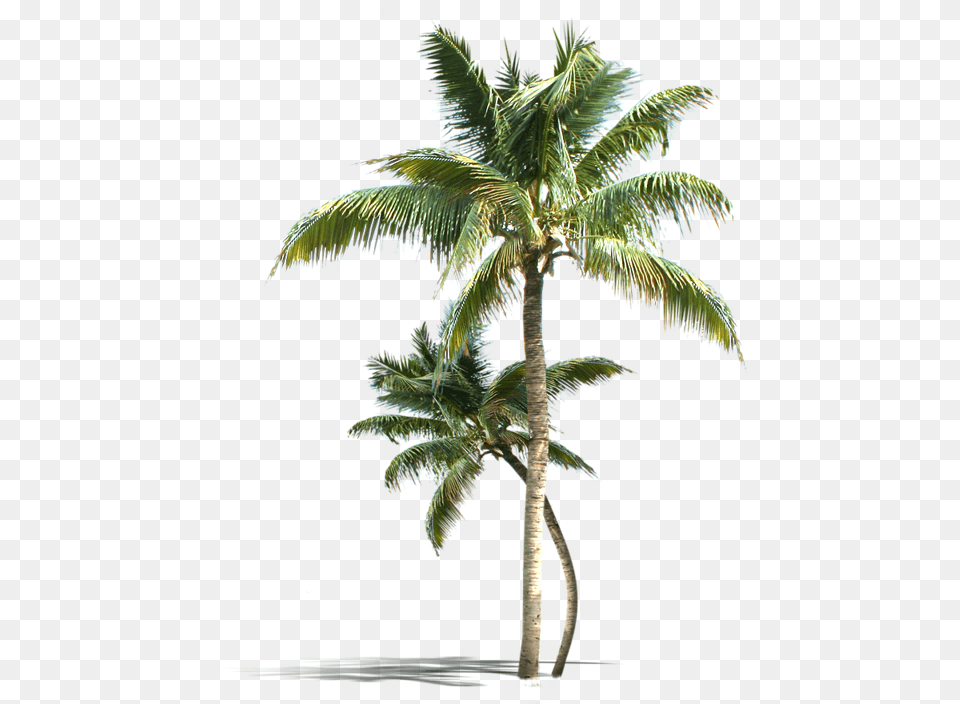 Palm Tree Vectors Psd And Clipart For Agua De Coco, Palm Tree, Plant, Leaf Free Transparent Png
