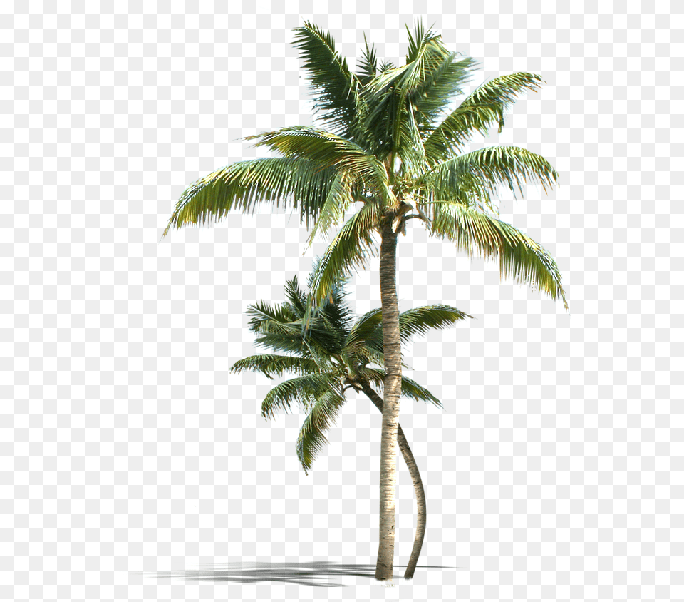 Palm Tree Vectors Psd And Clipart Kerala Coconut Tree, Palm Tree, Plant, Summer Free Png Download