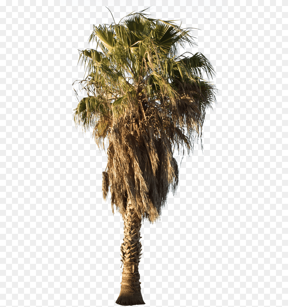 Palm Tree Washingtonia Robusta Ii Palm Tree, Palm Tree, Plant Free Png