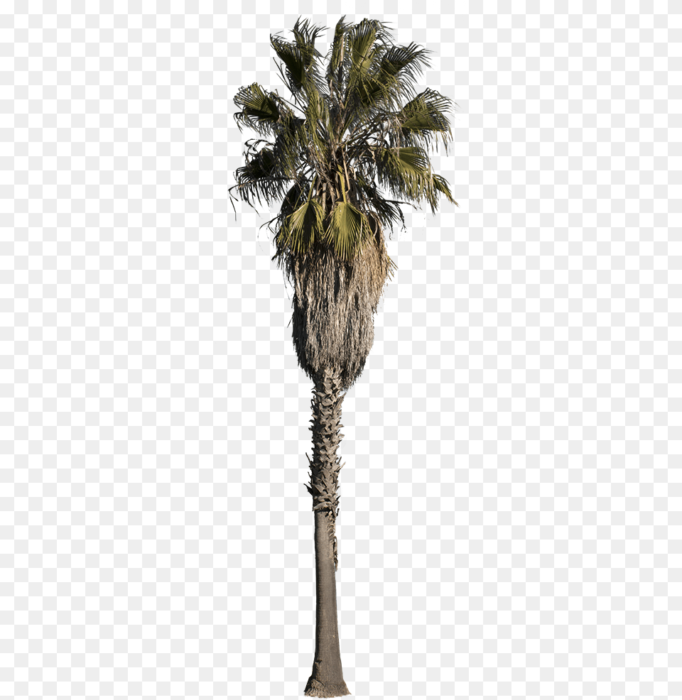 Palm Tree Washingtonia Robusta Iii Borassus Flabellifer, Palm Tree, Plant Png