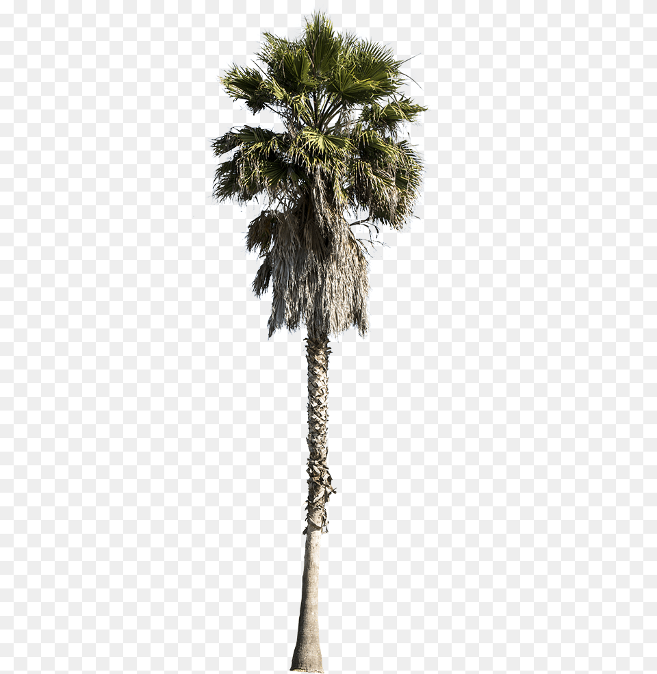 Palm Tree Washingtonia Robusta Palm Tree Cut Out, Palm Tree, Plant Free Png