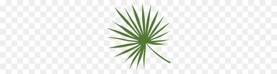 Palm Tree With Leaves Silhouette, Green, Plant, Texture, Pattern Free Png