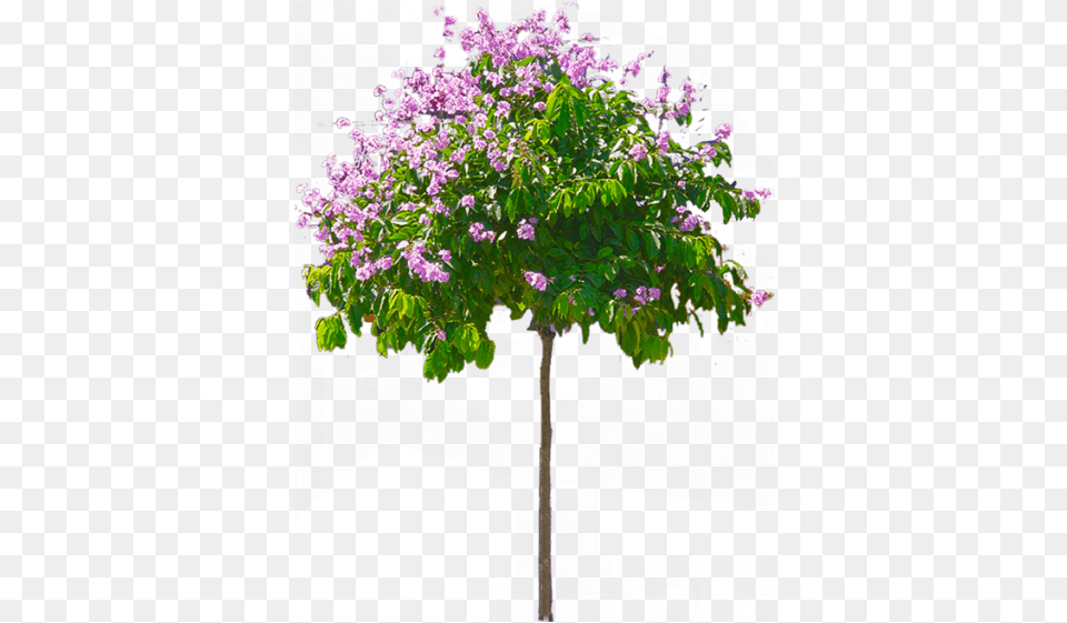 Palm Tree With Hd Flower Tree, Plant, Lilac Free Transparent Png
