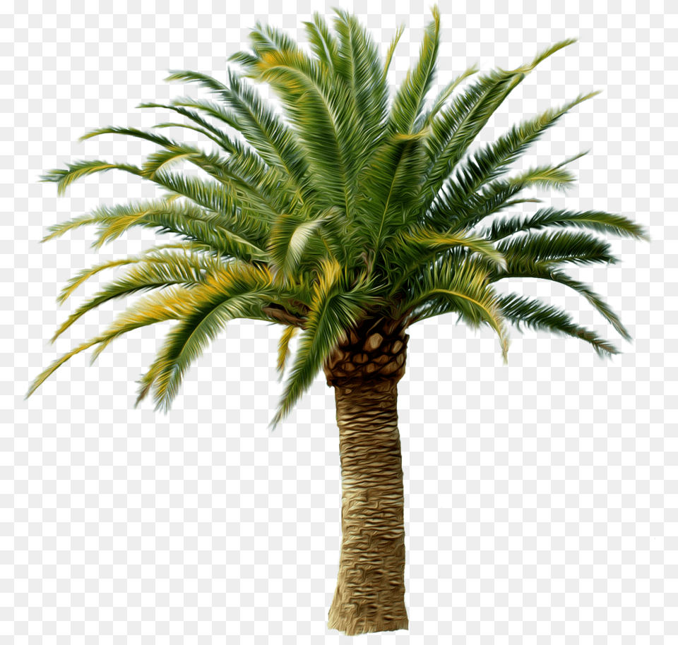 Palm Trees 1 Image Date Palm Tree, Palm Tree, Plant Free Transparent Png