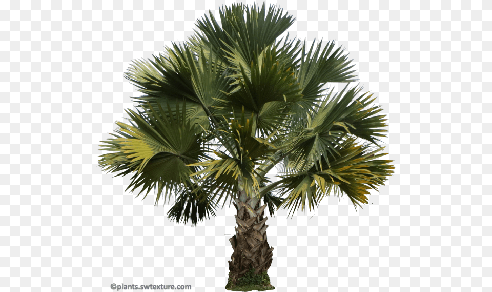 Palm Trees, Palm Tree, Plant, Tree, Leaf Free Png