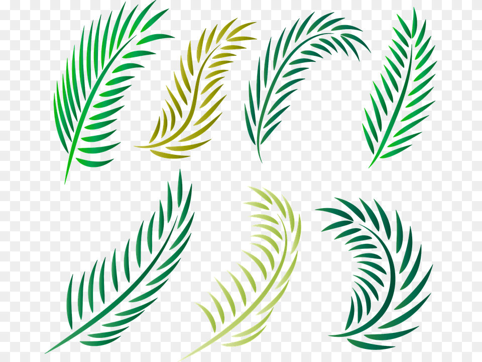 Palm Trees, Green, Pattern, Leaf, Plant Free Png