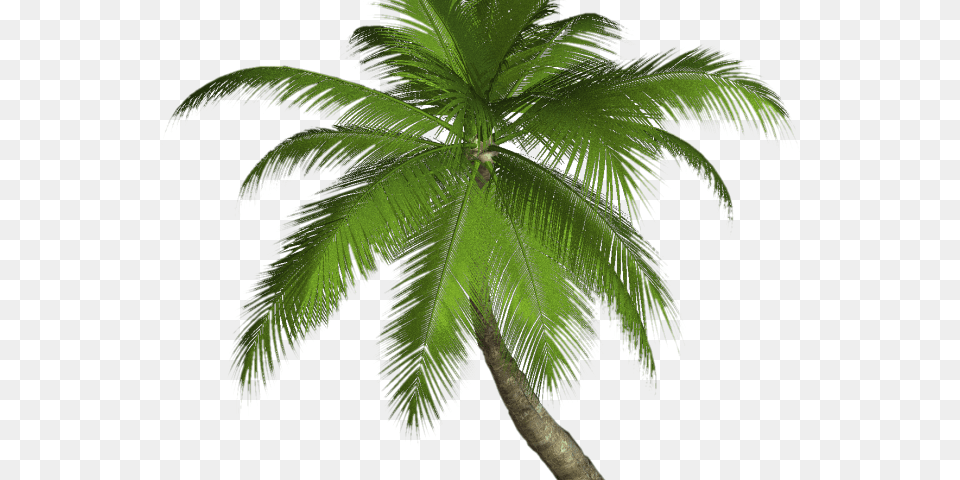 Palm Trees, Leaf, Palm Tree, Plant, Tree Png Image