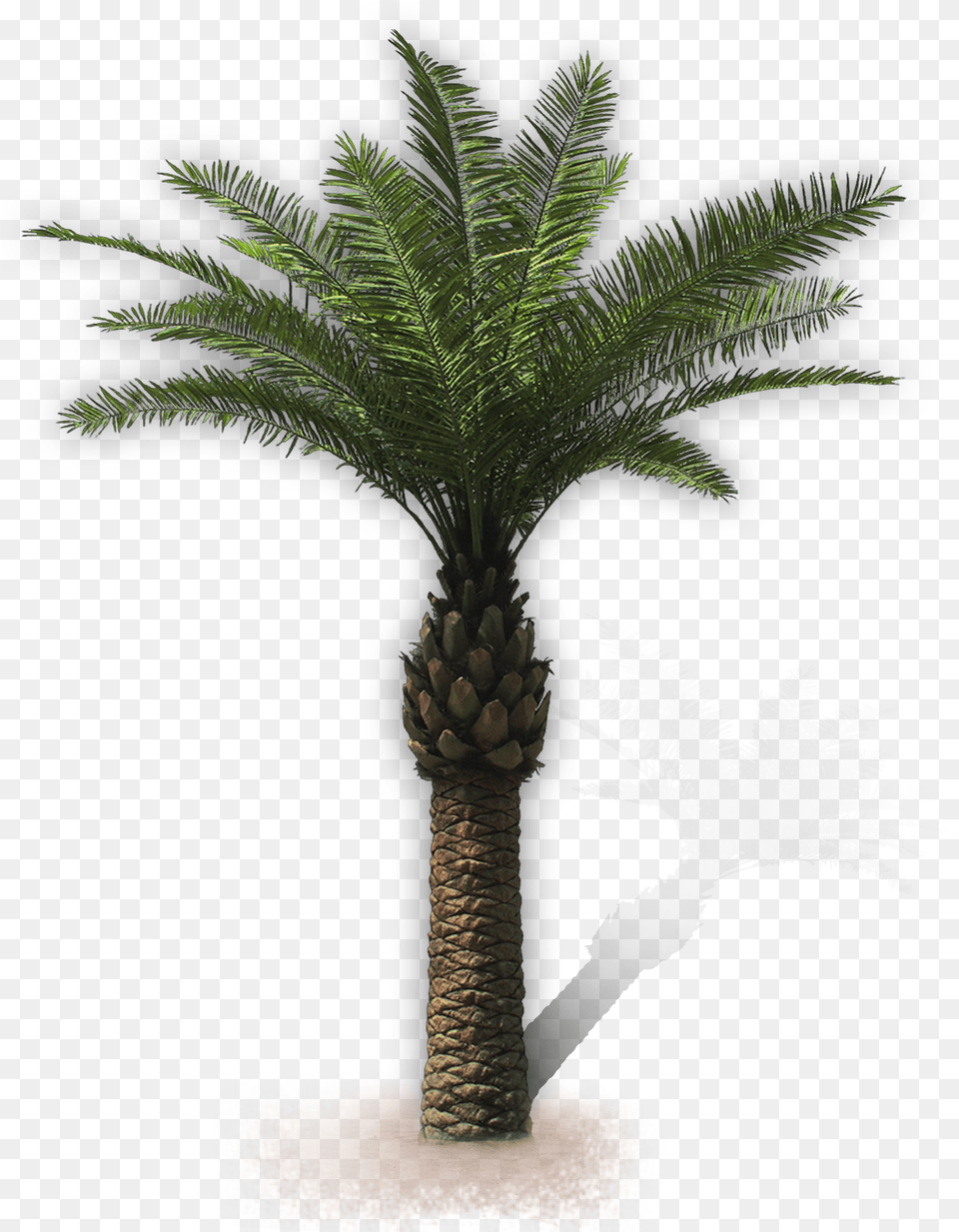 Palm Trees, Palm Tree, Plant, Tree Free Png Download