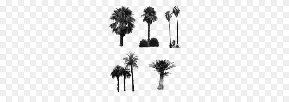 Palm Trees Gray Png