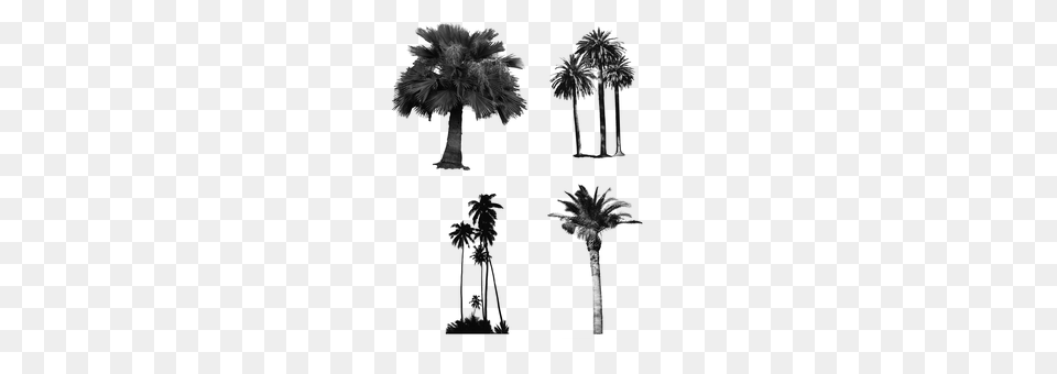 Palm Trees Gray Free Png Download