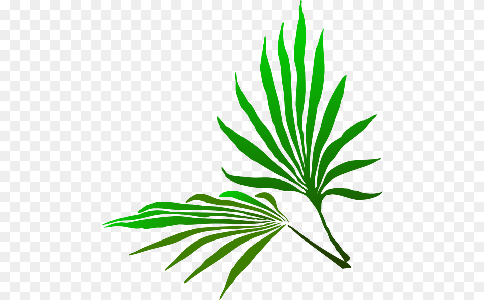 Palm Trees, Green, Leaf, Plant, Tree Png Image