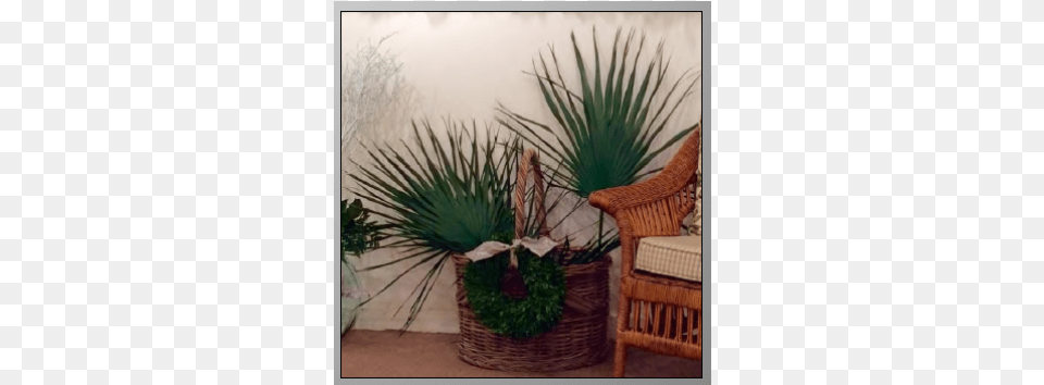 Palm Trees, Chair, Furniture, Plant, Indoors Free Png