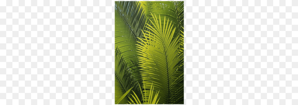 Palm Trees, Fern, Tree, Summer, Plant Free Png Download