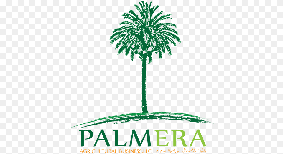 Palm Trees, Palm Tree, Plant, Tree, Vegetation Free Png