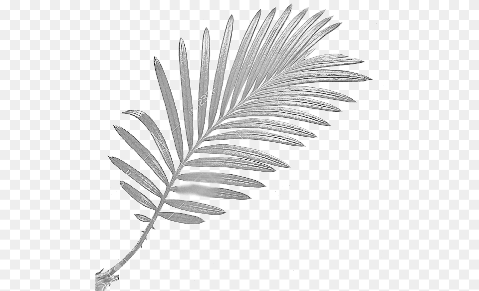 Palm Trees, Art, Plant, Drawing, Leaf Free Png Download