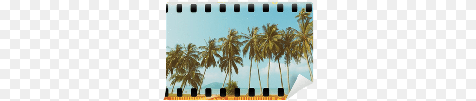 Palm Trees At Tropical Coast Vintage Toned And Film Film, Palm Tree, Plant, Summer, Tree Free Png
