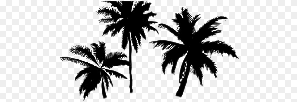 Palm Trees Background, Palm Tree, Plant, Silhouette, Tree Png