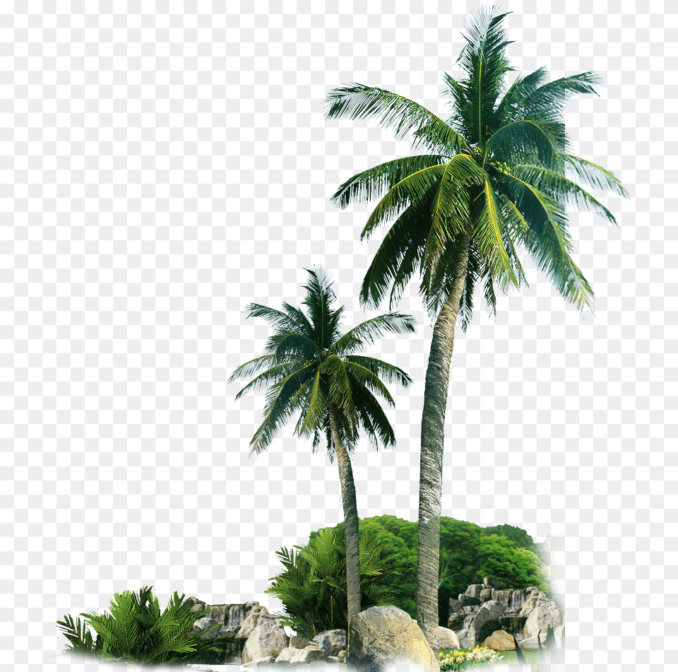 Palm Trees By Rocks Palm Tree, Plant, Summer, Tree Png Image