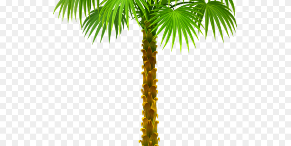 Palm Trees Clip Art Portable Network Graphics Branch Clipart Of Palm Tree, Leaf, Palm Tree, Plant, Vegetation Png Image