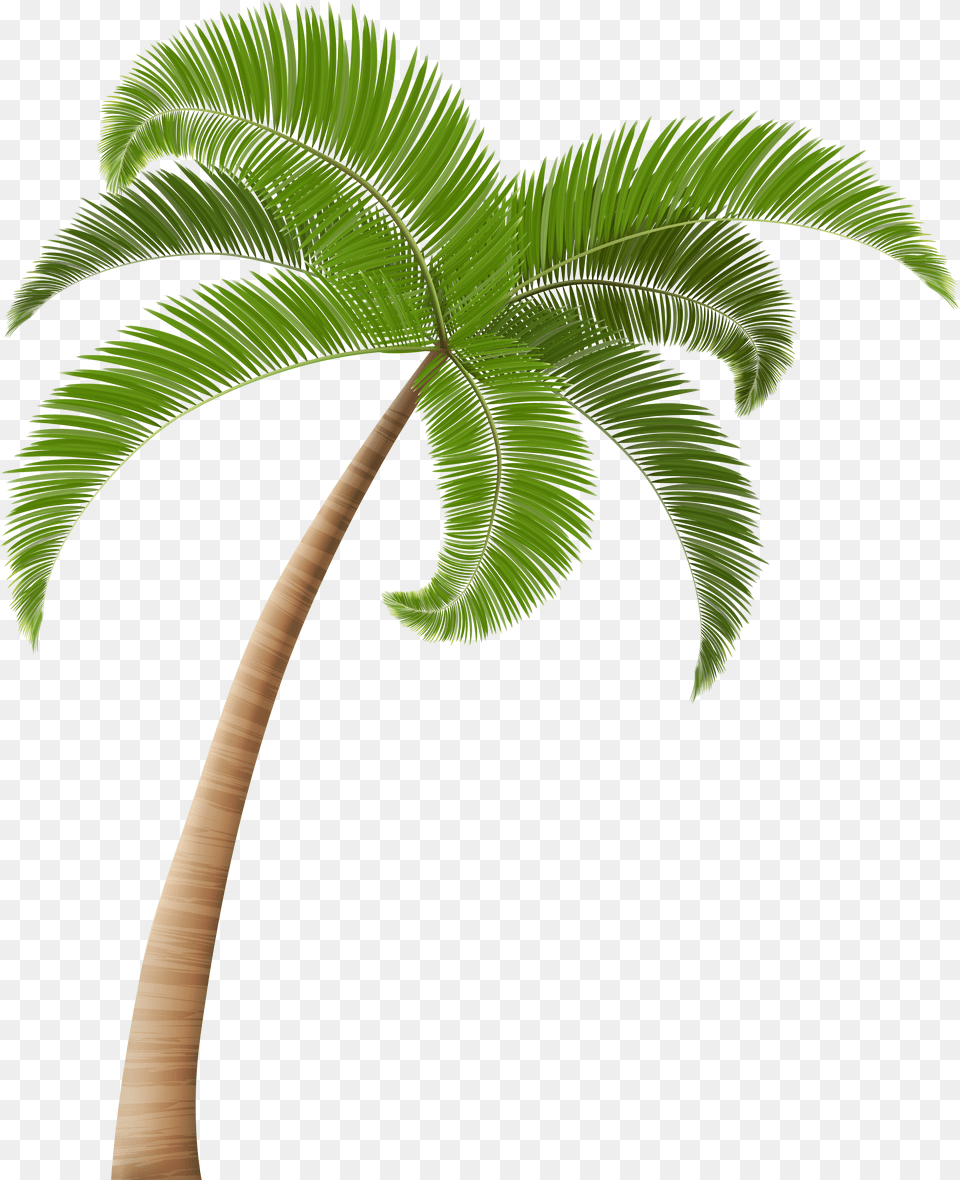 Palm Trees Clip Art Transparent Background Palm Tree Png Image