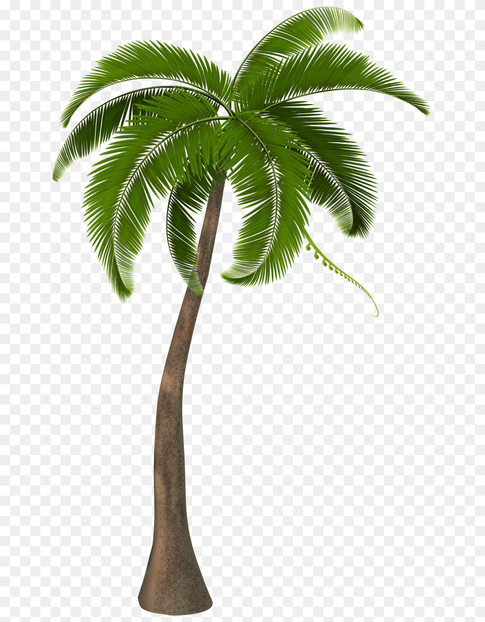 Palm Trees Clip Art Units Clipart The Gospel Project, Palm Tree, Plant, Tree, Leaf Png
