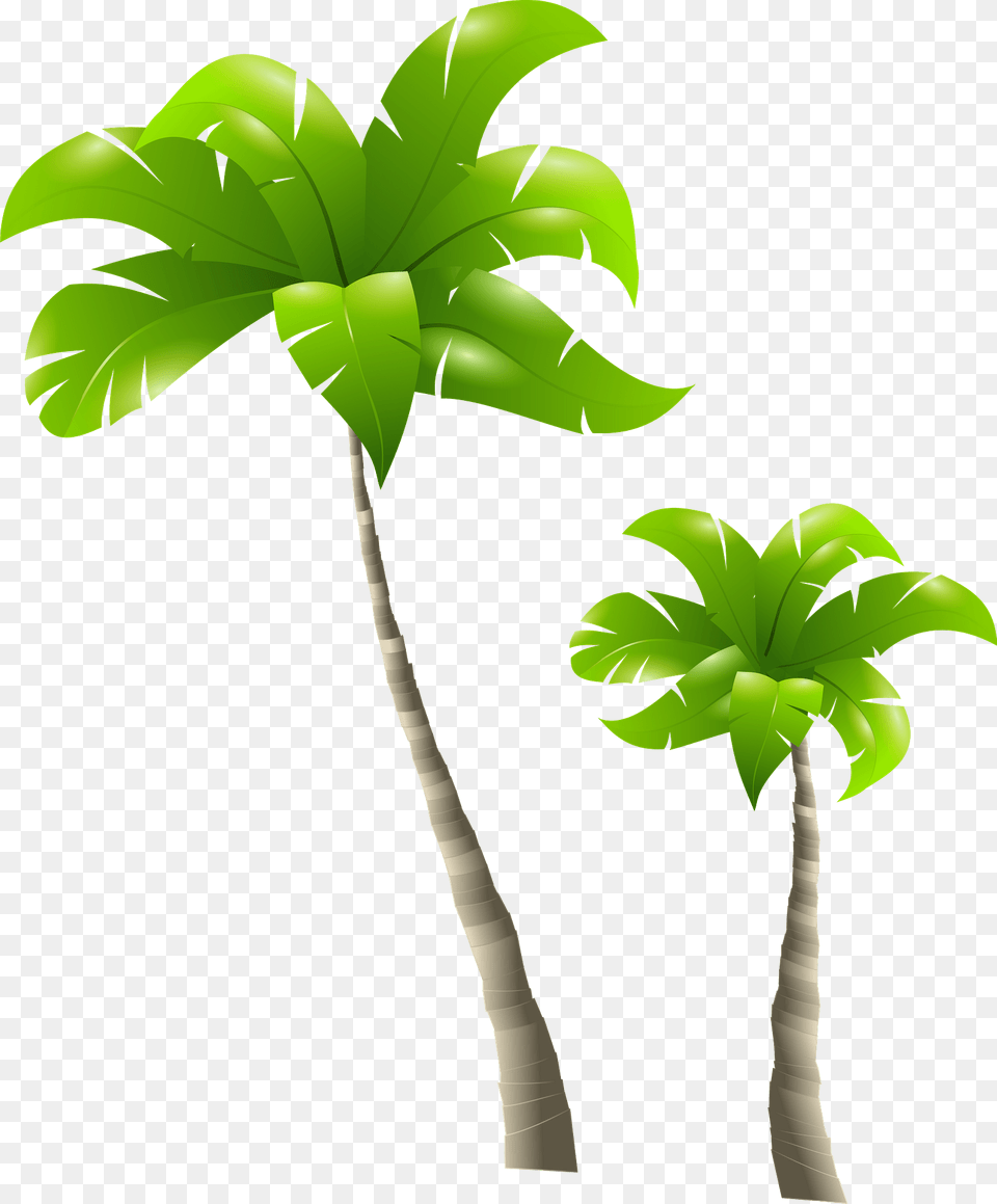 Palm Trees Clipart, Leaf, Palm Tree, Plant, Tree Free Transparent Png