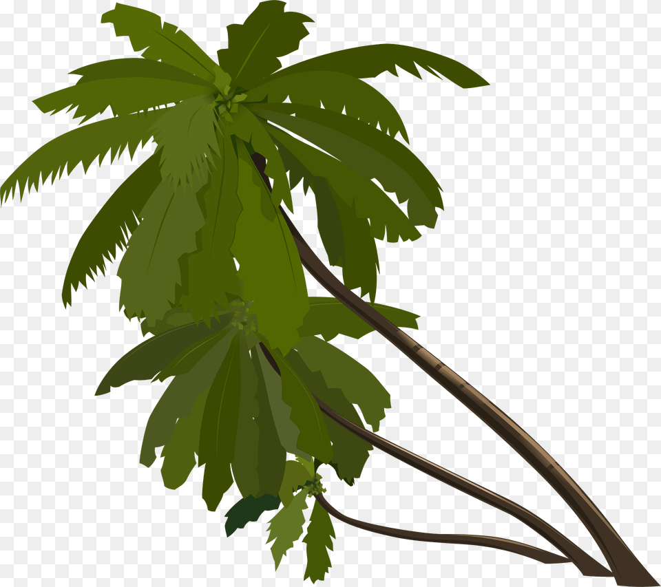 Palm Trees Clipart, Palm Tree, Plant, Vegetation, Tree Png
