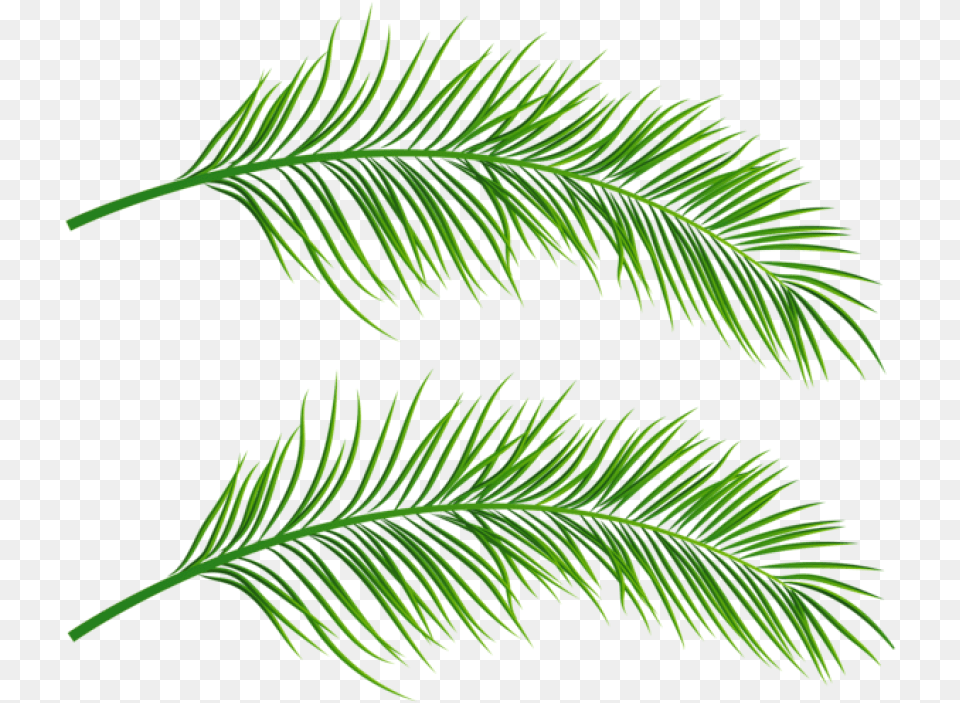 Palm Trees Clipart Clip Art Webcomicmsnet Palm Tree Leaf Transparent, Conifer, Plant, Fern Free Png