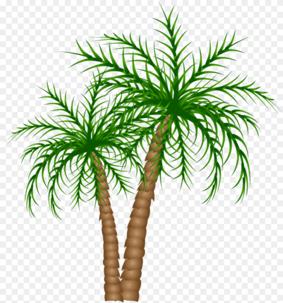 Palm Trees Clipart Palm Tree No Background, Palm Tree, Plant Free Png Download