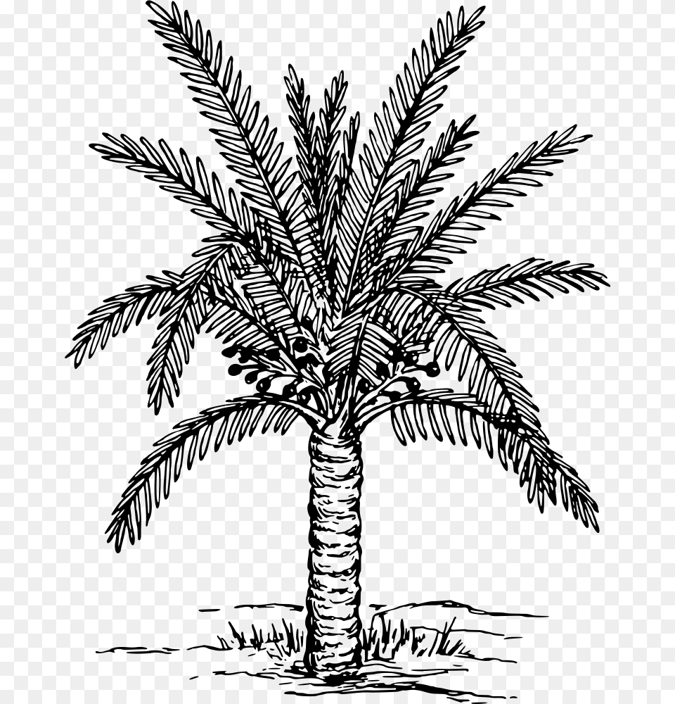 Palm Trees Coloring Book Drawing Painting Plants Date Tree Clipart Black And White, Gray Png