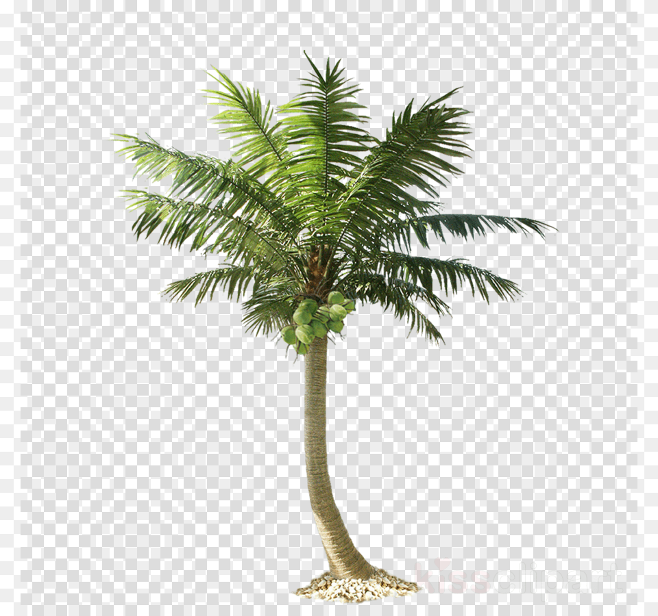 Palm Trees Cut Out, Palm Tree, Plant, Tree, Leaf Png