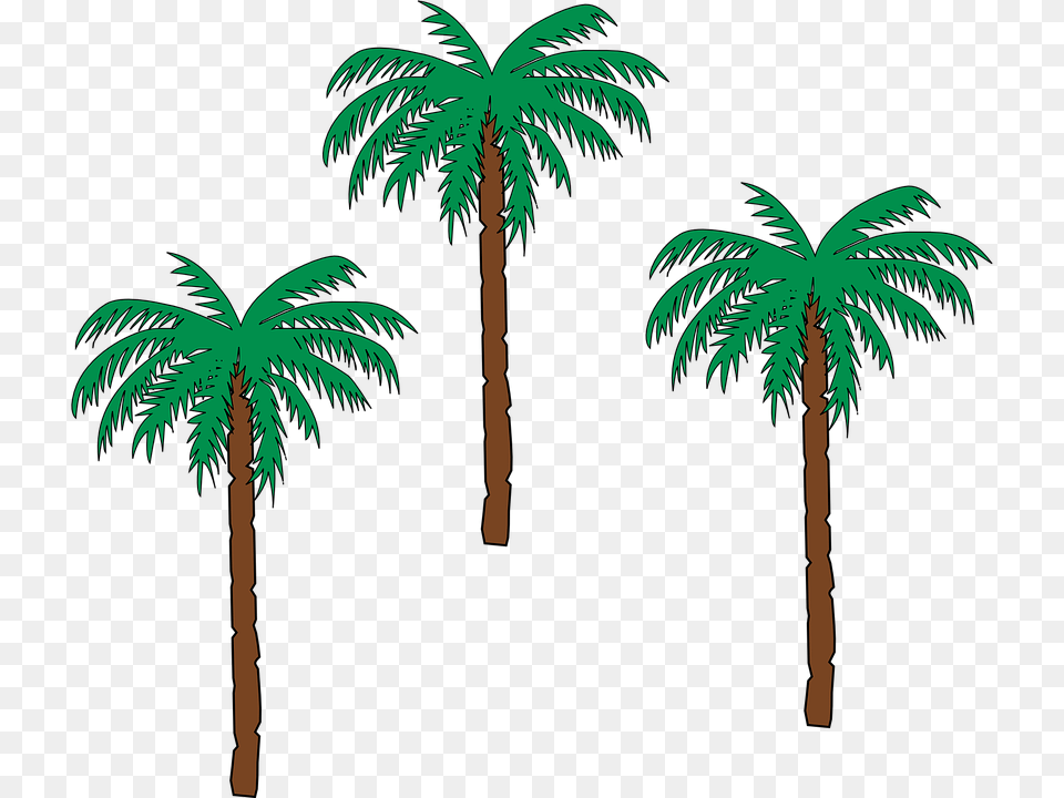 Palm Trees Date Palm Botany Flora Hot Climate Cartoon Date Palm Tree, Palm Tree, Plant, Vegetation, Outdoors Png