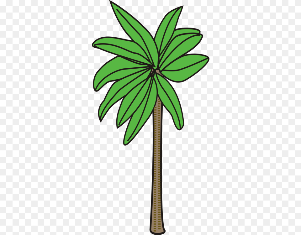 Palm Trees Date Palm Plants Flowering Plant, Green, Leaf, Tree, Palm Tree Free Transparent Png