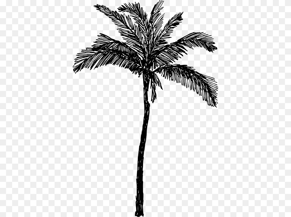 Palm Trees Drawings, Gray Png