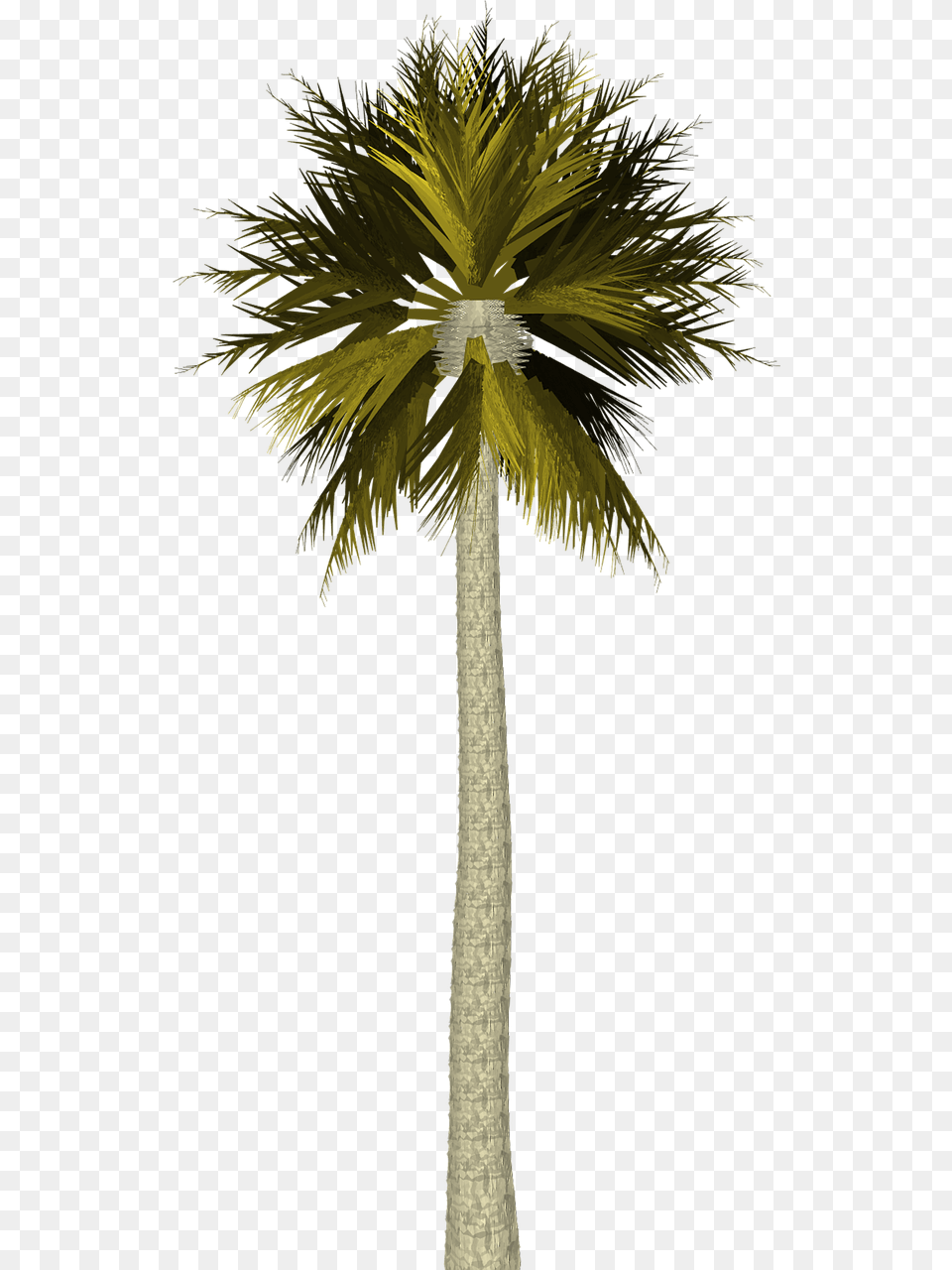 Palm Trees Filter Photoshop, Palm Tree, Plant, Tree Free Transparent Png