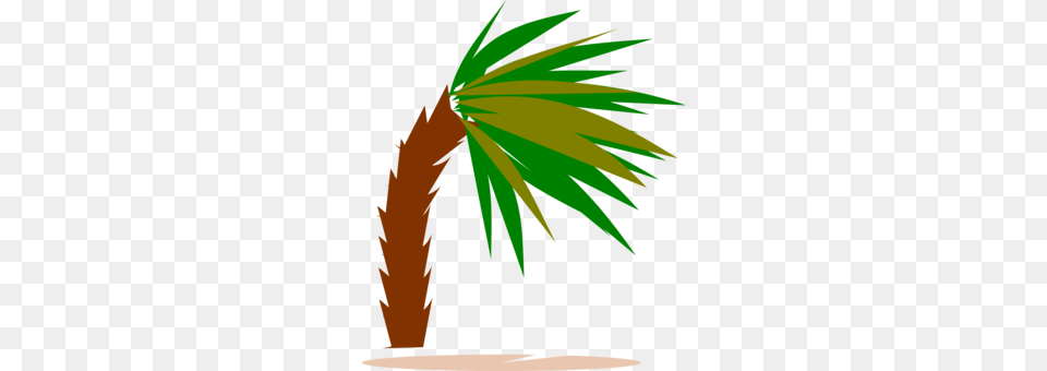 Palm Trees Hand Logo Woody Plant, Palm Tree, Tree, Person, Conifer Png Image